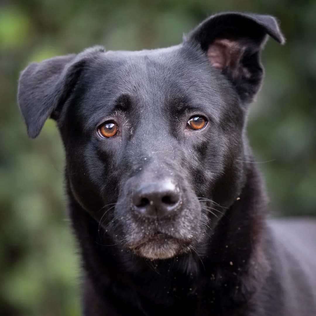 Kalash, Zwart-wit male 5yo mixed breed for adoption at DOA Dierenasiel Amsterdam, Amsterdam