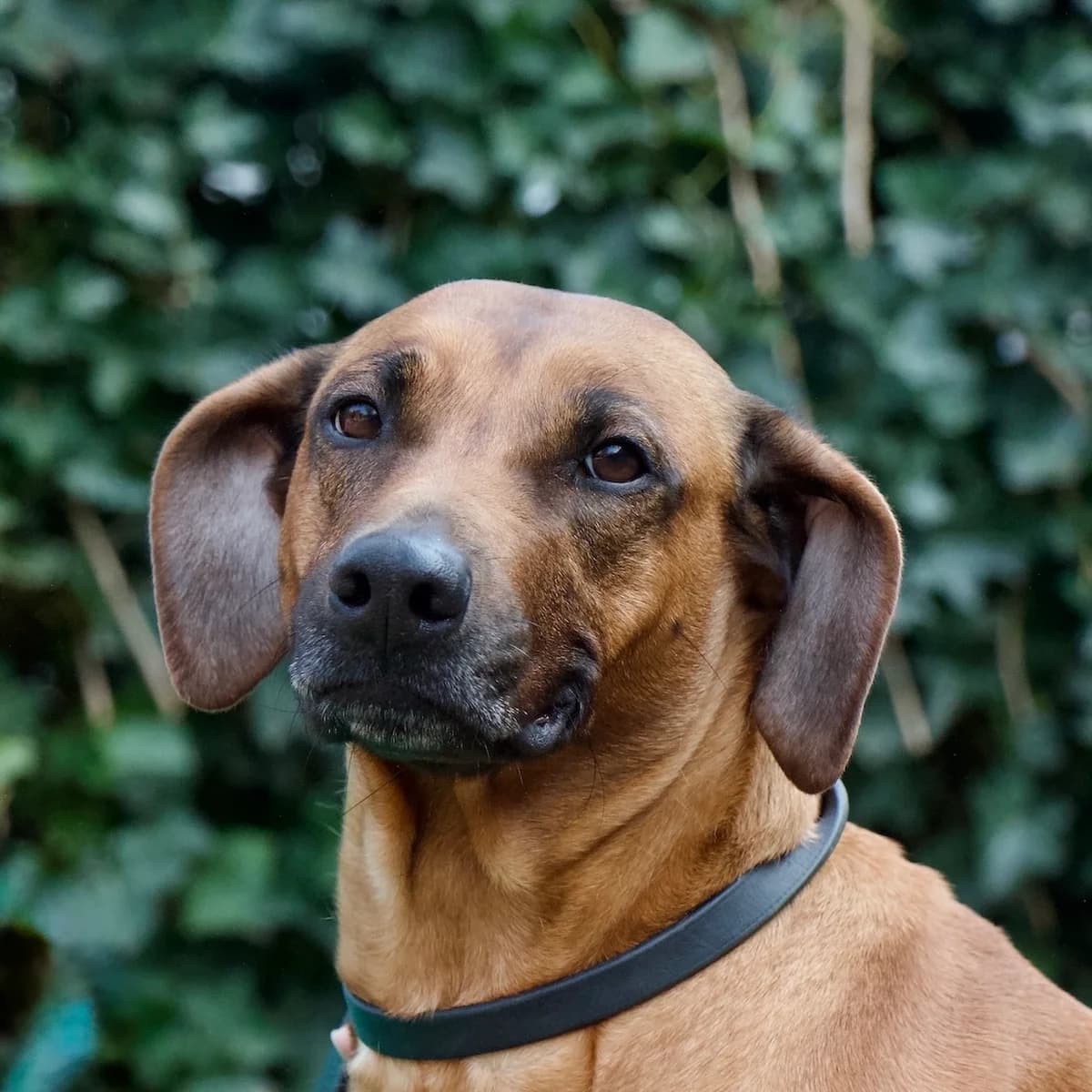 Linde, Bruin-zwart female 3yo Rhodesian Ridgeback for adoption at DOA Dierenasiel Amsterdam, Amsterdam