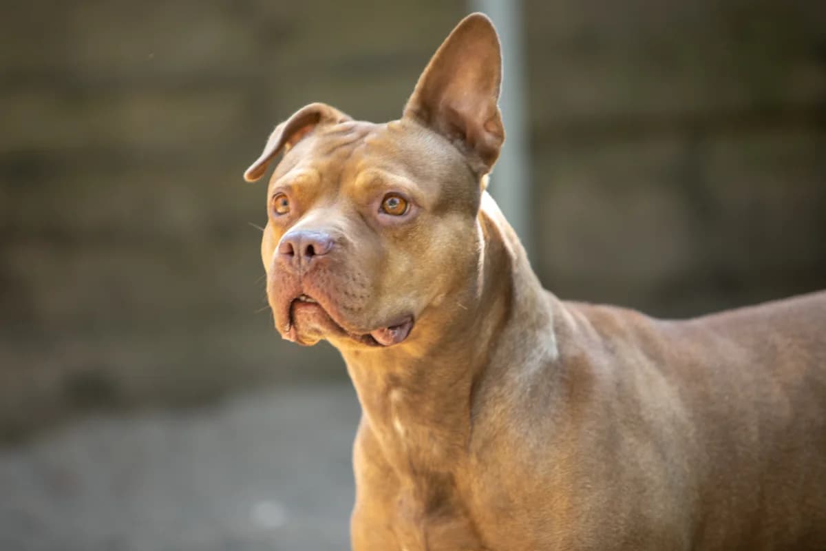 Loek, Beige female Staffordshire Bull Terrier for adoption at DOA Dierenasiel Amsterdam, Amsterdam