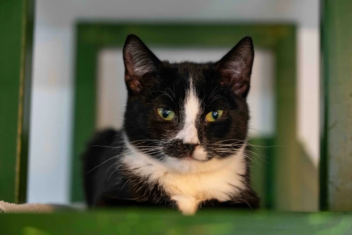 Maggie, Zwart-wit male puppy European Shorthair for adoption at DOA Dierenasiel Amsterdam, Amsterdam