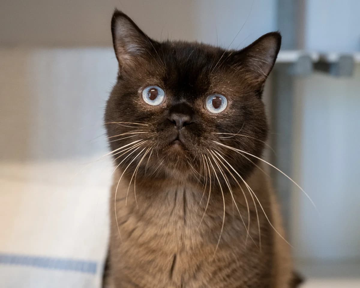 Max, Sealpoint male 3yo mixed breed for adoption at DOA Dierenasiel Amsterdam, Amsterdam