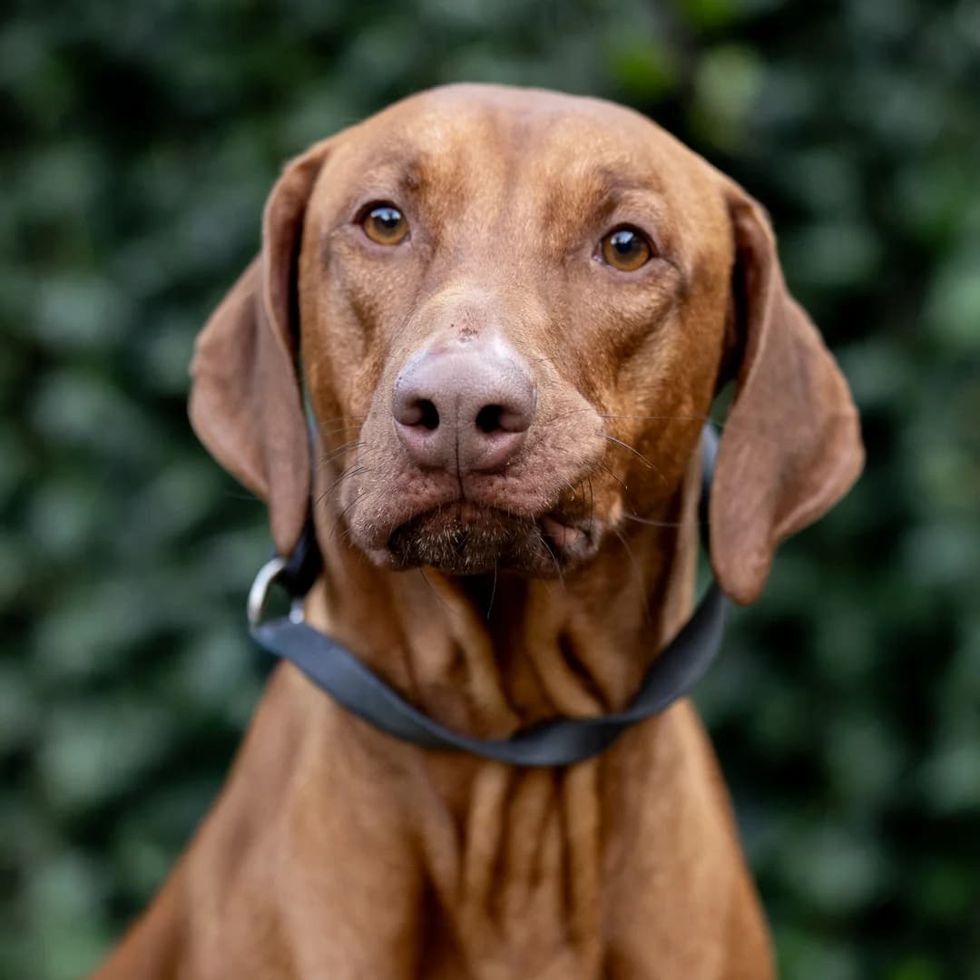 Meneer Walnoot, Bruin male 4yo Rhodesian Ridgeback for adoption at DOA Dierenasiel Amsterdam, Amsterdam