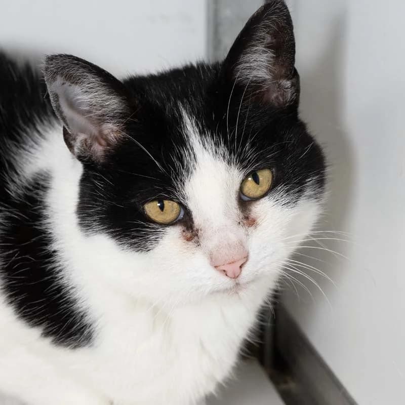 Mitzi, Wit-zwart female European Shorthair for adoption at DOA Dierenasiel Amsterdam, Amsterdam