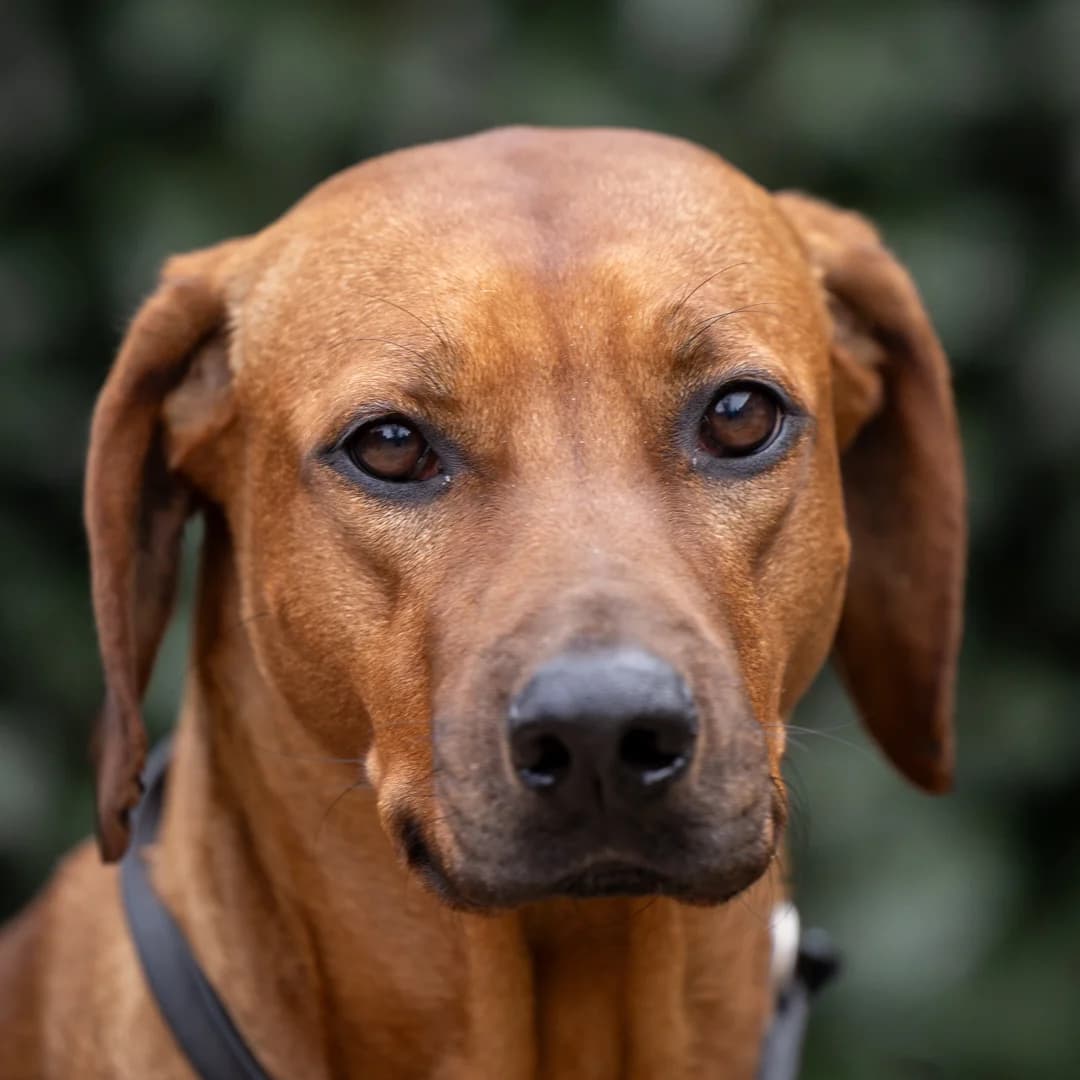 Mvr. Appelboom, Roodbruin-wit female 3yo Rhodesian Ridgeback for adoption at DOA Dierenasiel Amsterdam, Amsterdam