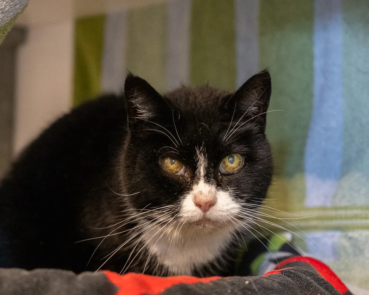 Poekie, Zwart-wit female senior European Shorthair for adoption at DOA Dierenasiel Amsterdam, Amsterdam