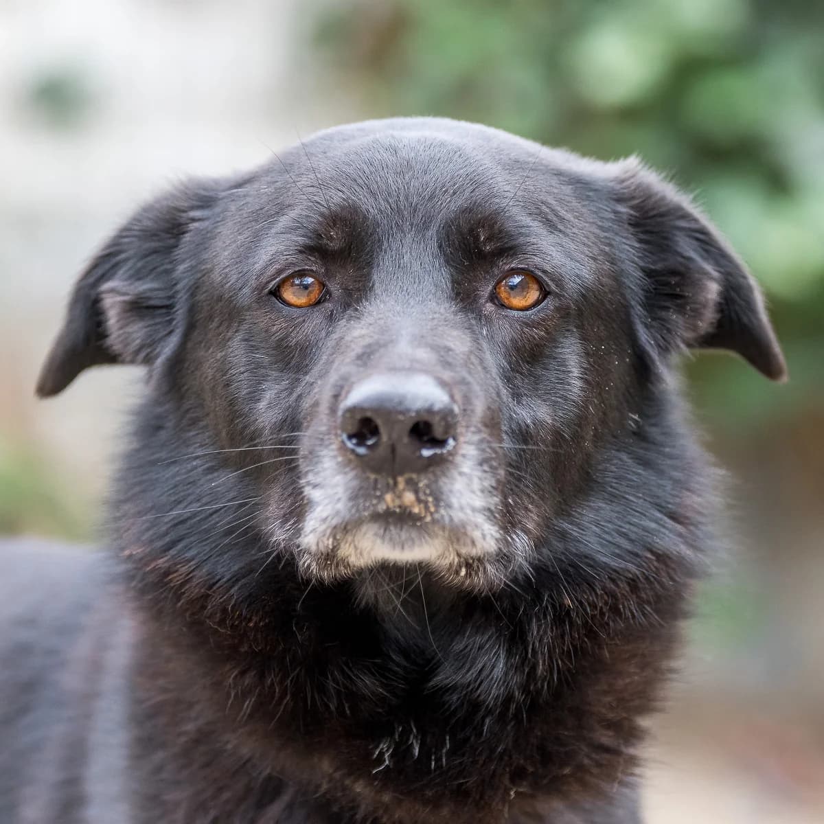 Scooter, Zwart male 7yo mixed breed for adoption at DOA Dierenasiel Amsterdam, Amsterdam