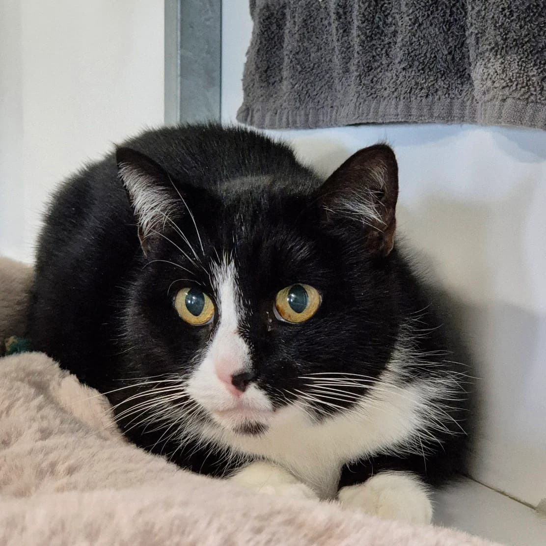 Snitzel, Zwart-wit female mixed breed for adoption at DOA Dierenasiel Amsterdam, Amsterdam