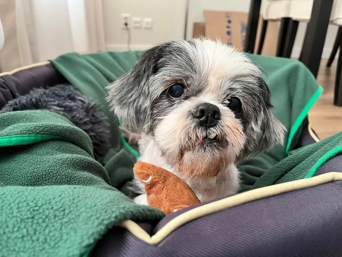 Susan, Grijs-wit female senior Shih Tzu for adoption at DOA Dierenasiel Amsterdam, Amsterdam