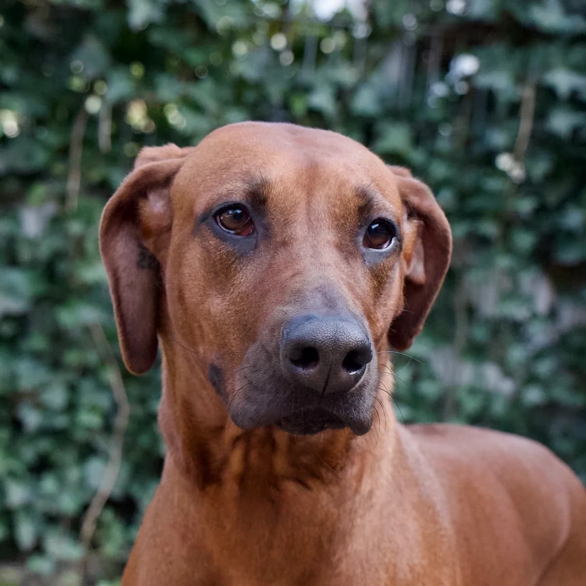 Taxus, Roodbruin female 3yo Rhodesian Ridgeback for adoption at DOA Dierenasiel Amsterdam, Amsterdam