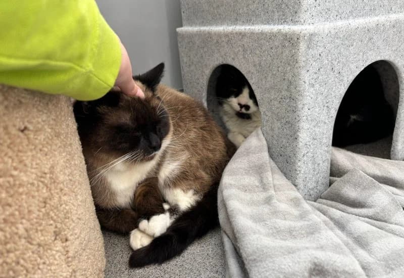 Koopa, Troopa & Goomba, male Mixed Breed for adoption at Dierenopvang Rotterdam, Rotterdam