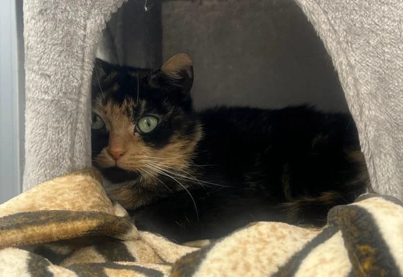 Layla, female Mixed Breed for adoption at Dierenopvang Rotterdam, Rotterdam