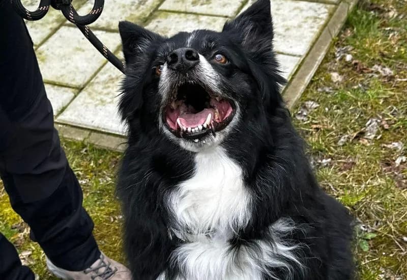 RAMBO <3, male Collie for adoption at Dierenopvang Rotterdam, Rotterdam