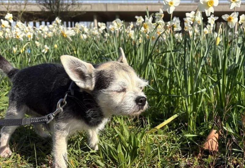 Binkie, goud male Mixed Breed for adoption at Dierenopvang Rotterdam, Rotterdam