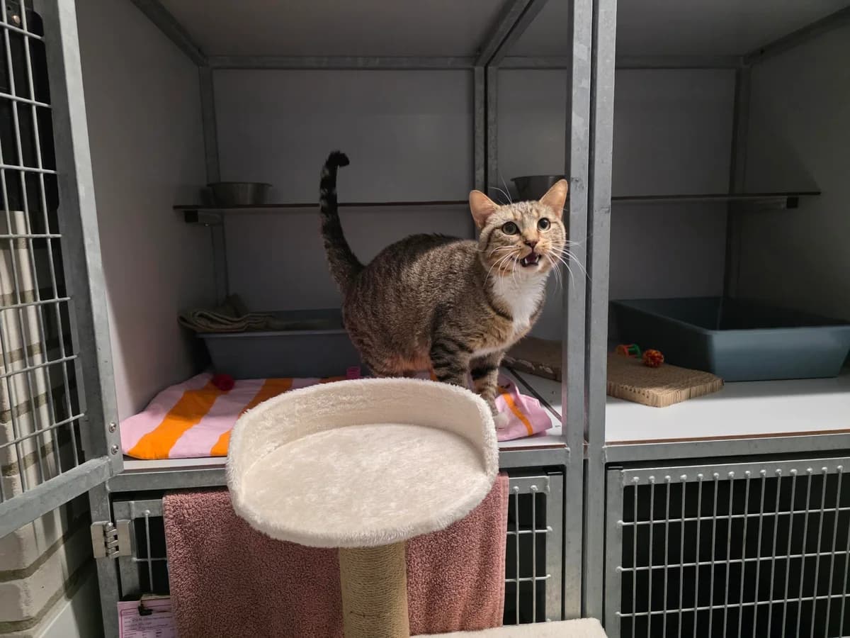 Hoezan en Mauwa photo 4