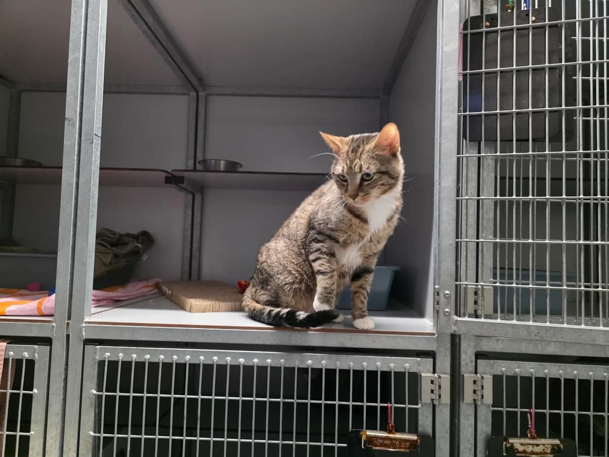 Hoezan en Mauwa photo 7