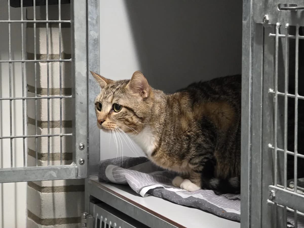 Hoezan en Mauwa photo 8