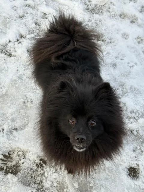 Keesje Gereserveerd photo 2