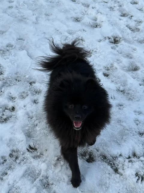 Keesje Gereserveerd photo 3