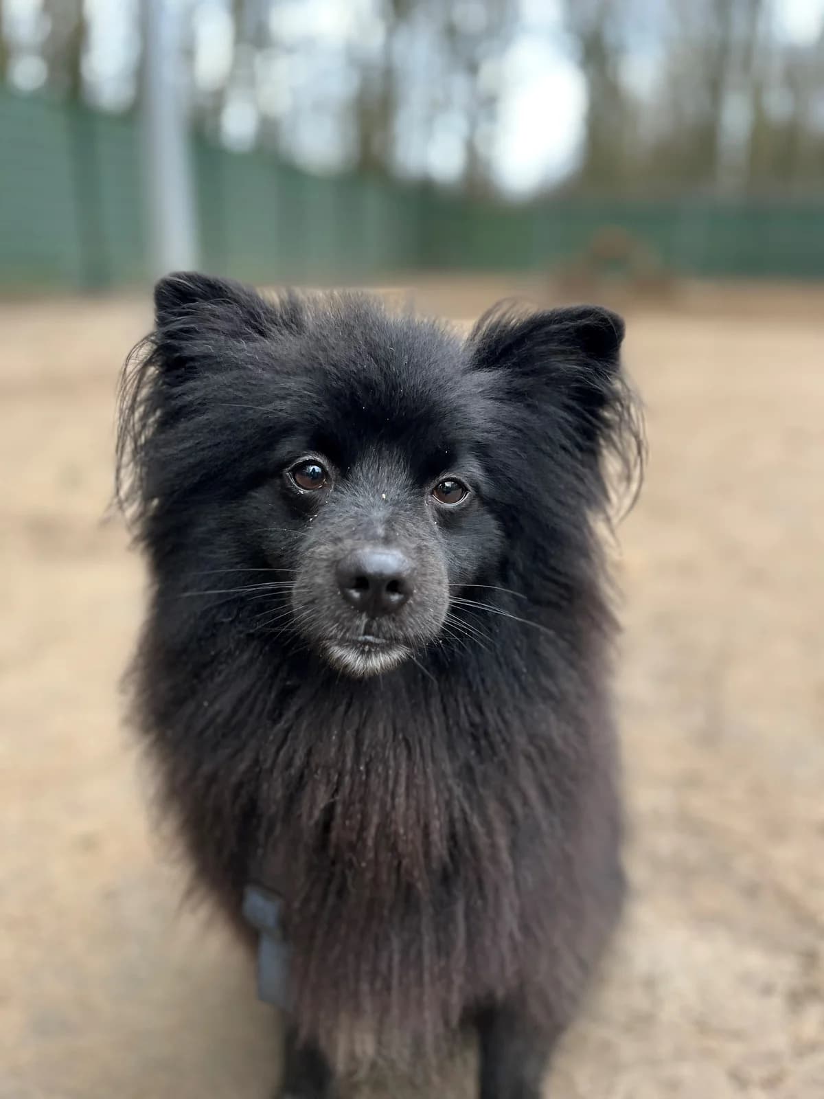 Keesje Gereserveerd photo 4