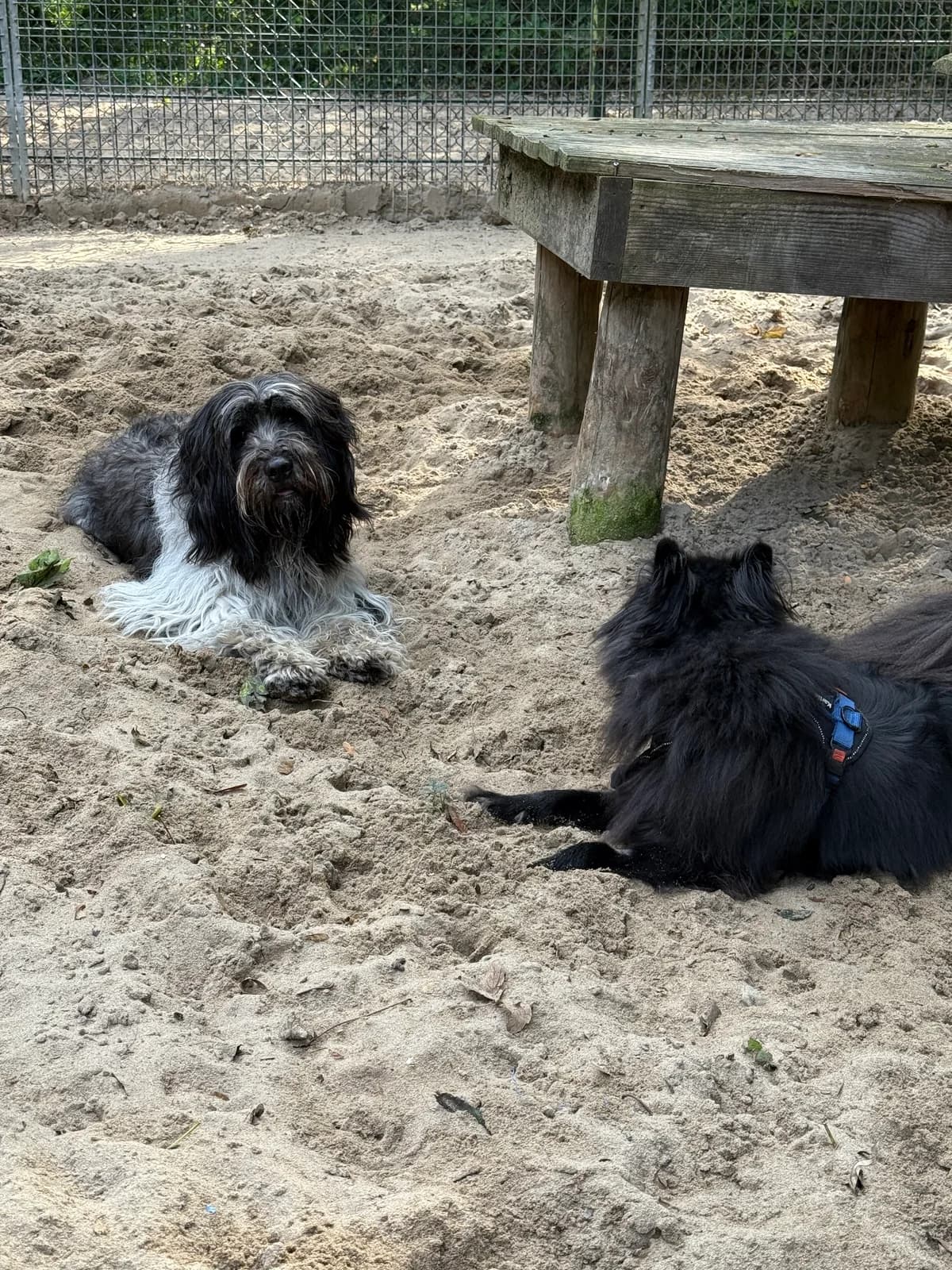 Keesje Gereserveerd photo 5