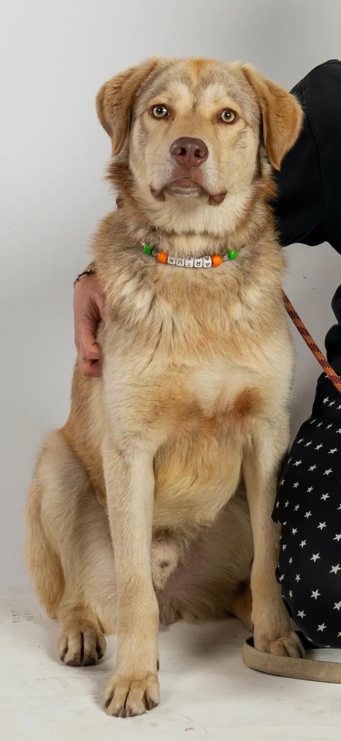 Artuk, male young mixed breed for adoption at Stichting Animal Care Projects