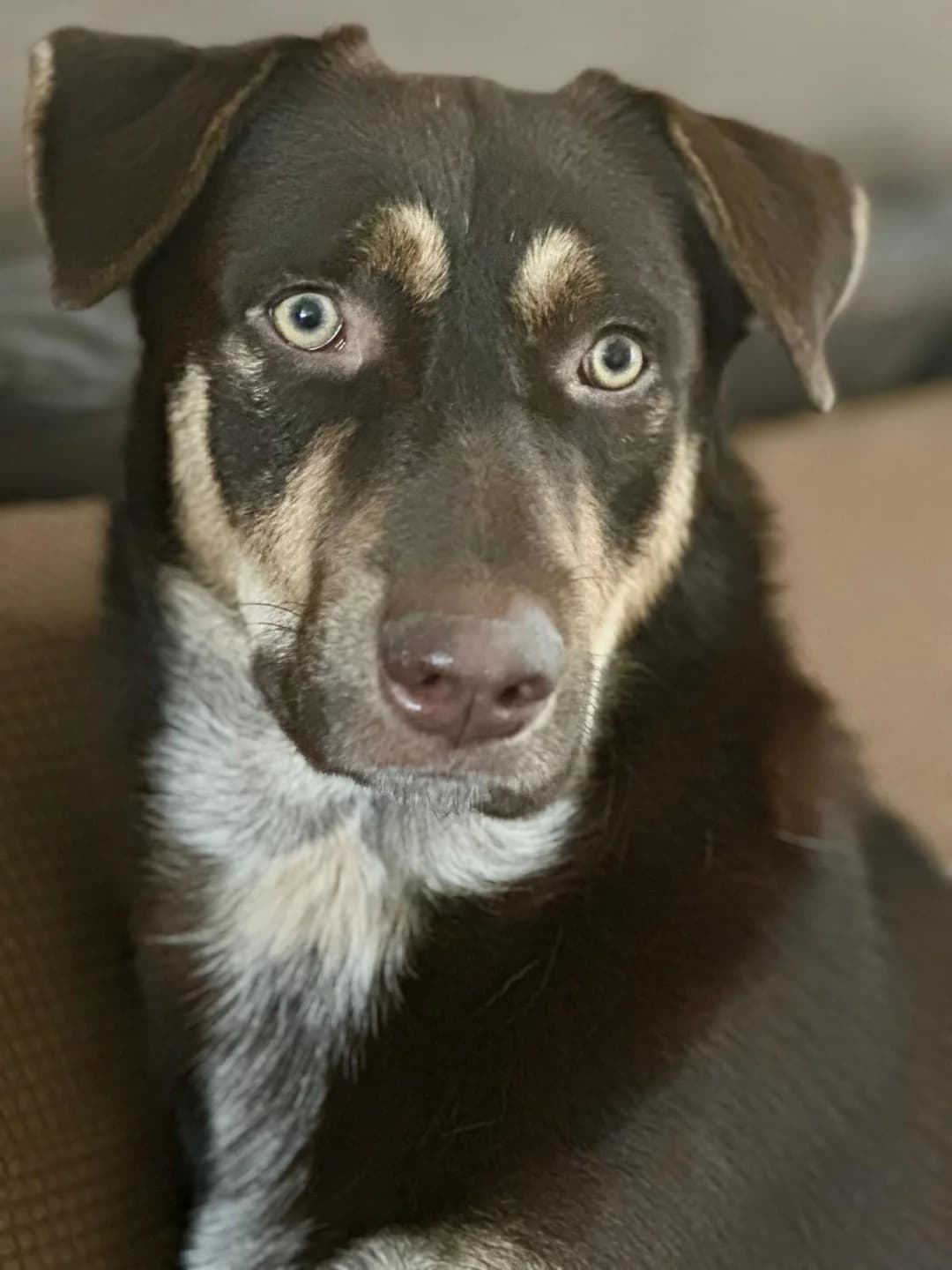 Cacao, male young mixed breed for adoption at Stichting Animal Care Projects