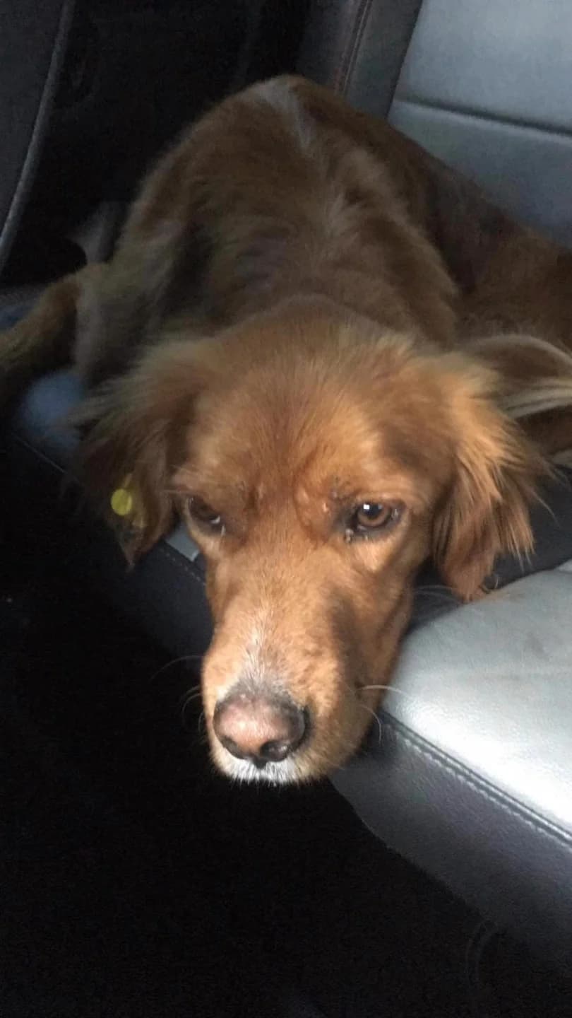 Chiko, male senior mixed breed for adoption at Stichting Animal Care Projects