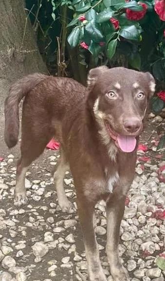 Duke, male young mixed breed for adoption at Stichting Animal Care Projects