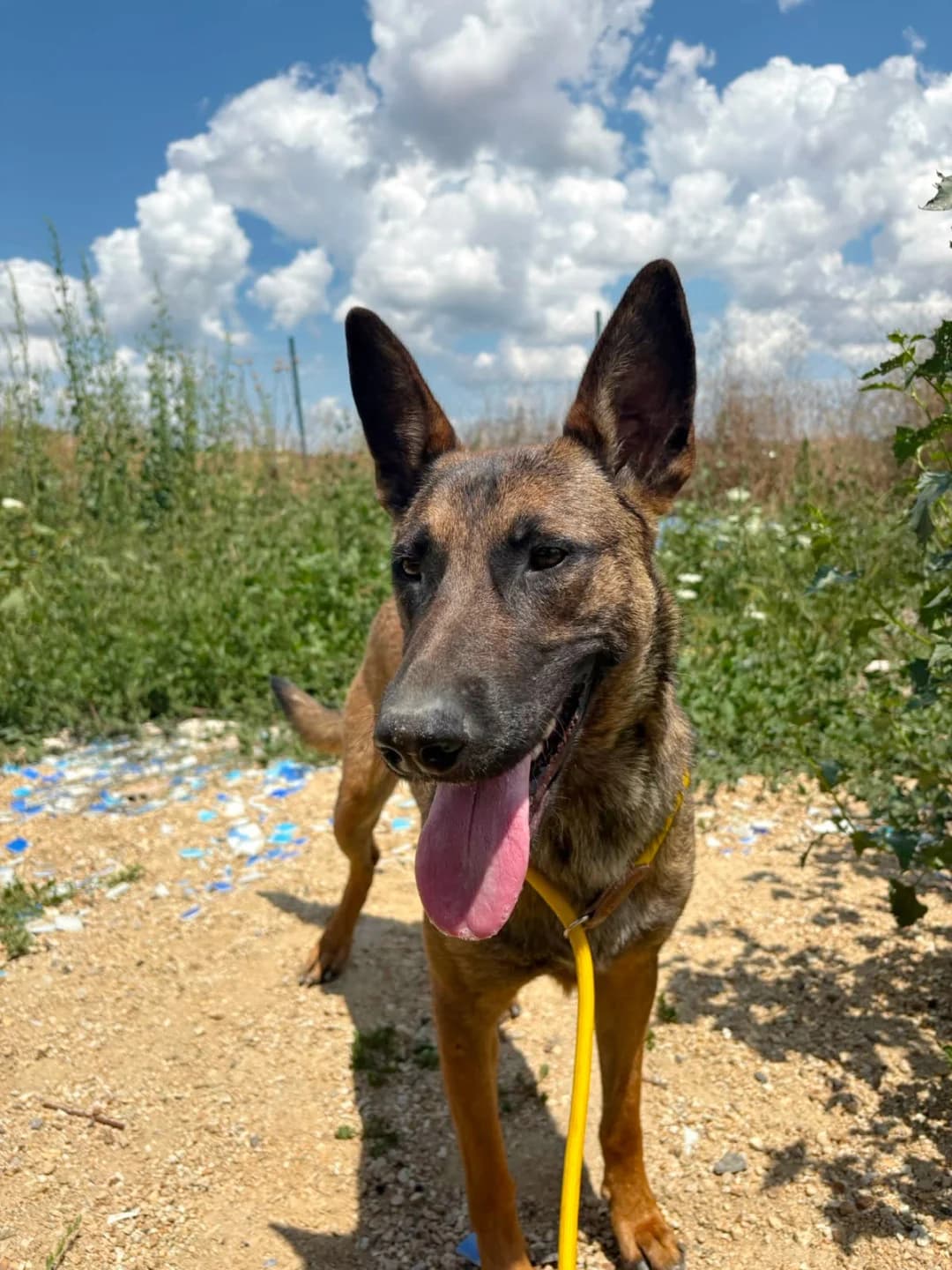 Maya, female young mixed breed for adoption at Stichting Animal Care Projects