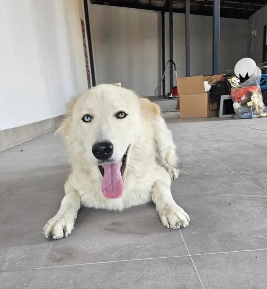 Samo, female young mixed breed for adoption at Stichting Animal Care Projects