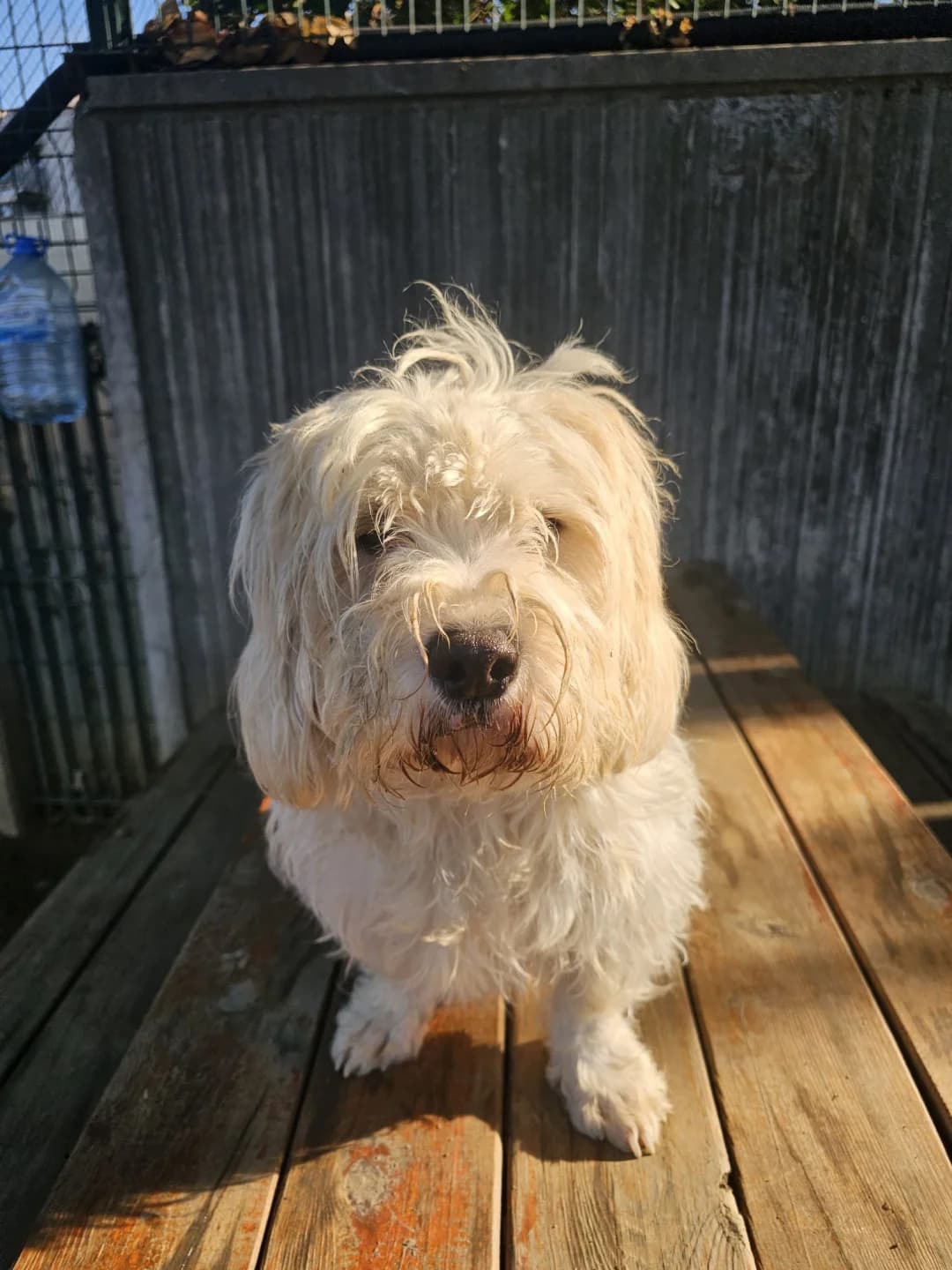 Tubby, male senior mixed breed for adoption at Stichting Animal Care Projects