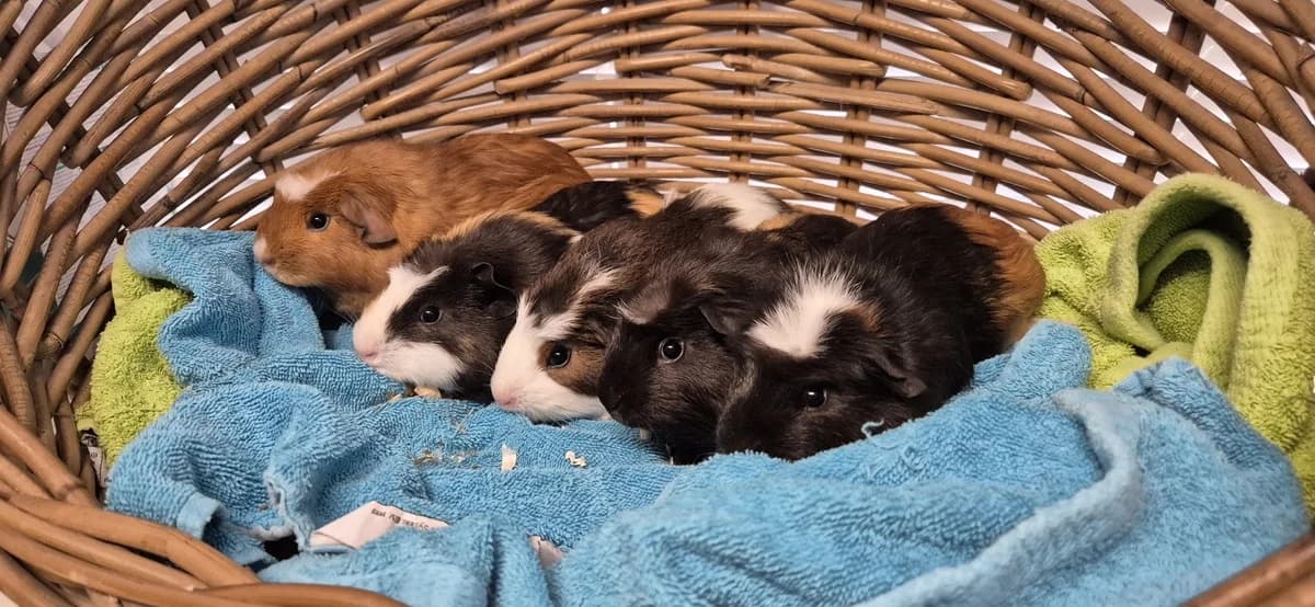 Alvin, Binkie, Knor, Ollie & Olaf, male puppy Mixed Breed for adoption at Stichting Animal Home
