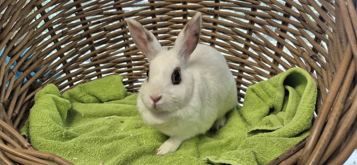 Gin, female 4yo Mixed Breed for adoption at Stichting Animal Home