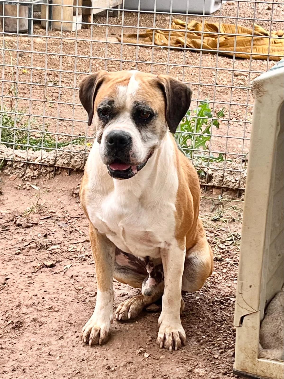 Pipo,  puppy Mixed Breed for adoption at Stichting Hondjes en Katjes Arca