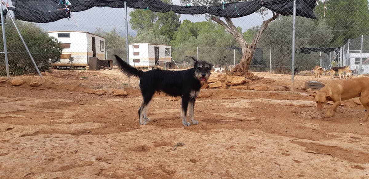 Rem,  Mixed Breed for adoption at Stichting Hondjes en Katjes Arca