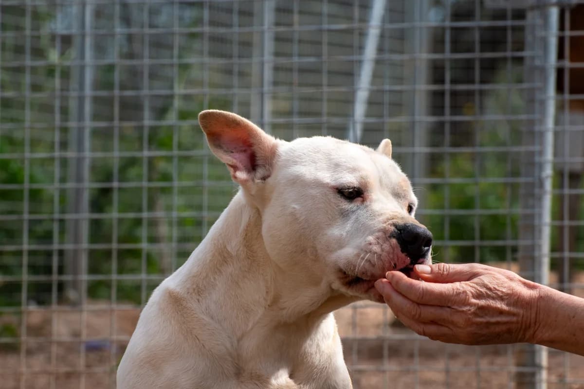 Teddy,  Mixed Breed for adoption at Stichting Hondjes en Katjes Arca