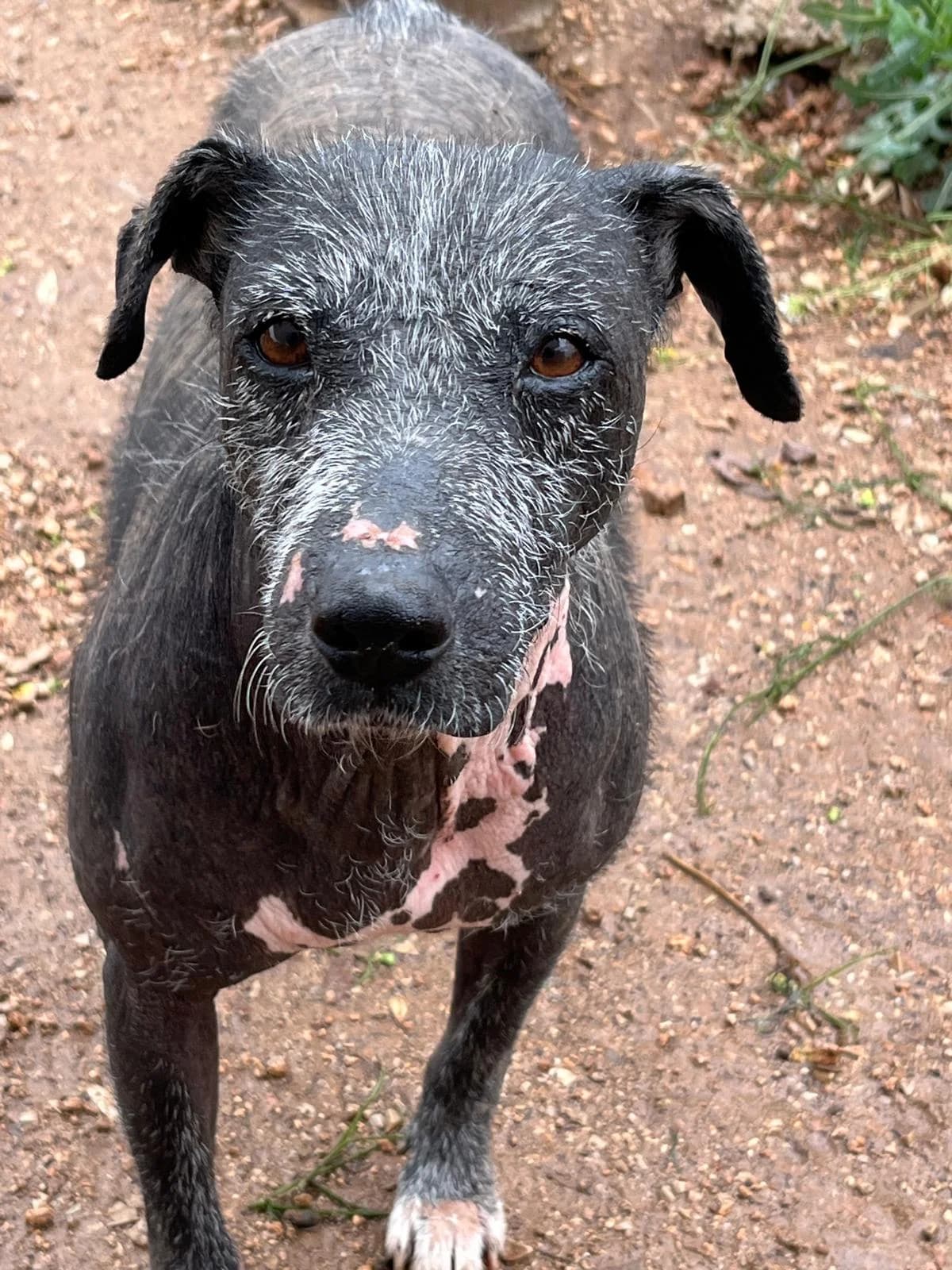 Trudy,  puppy Mixed Breed for adoption at Stichting Hondjes en Katjes Arca