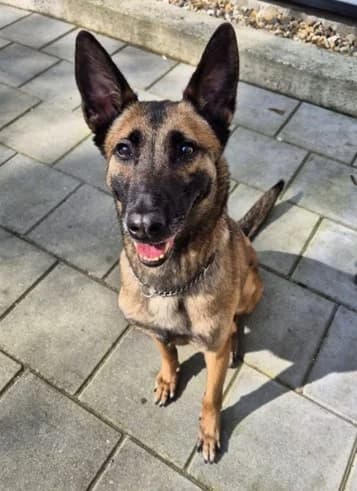 Sasha,  Mixed Breed for adoption at Dierenasiel 't Julialaantje, Rijswijk