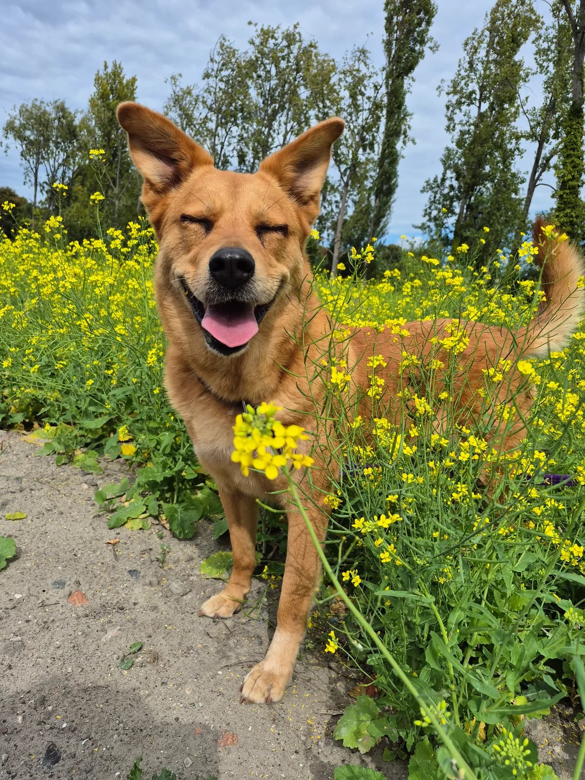 Senna, 7yo Mixed Breed for adoption at Dierenasiel 't Julialaantje, Rijswijk