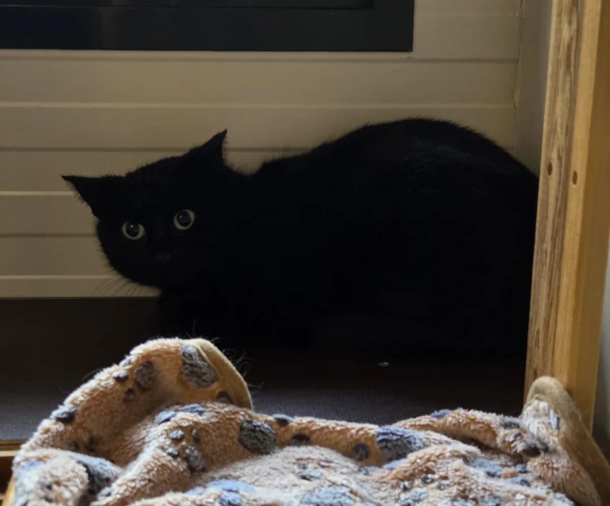 Yinthe,  Mixed Breed for adoption at Dierenasiel 't Julialaantje, Rijswijk