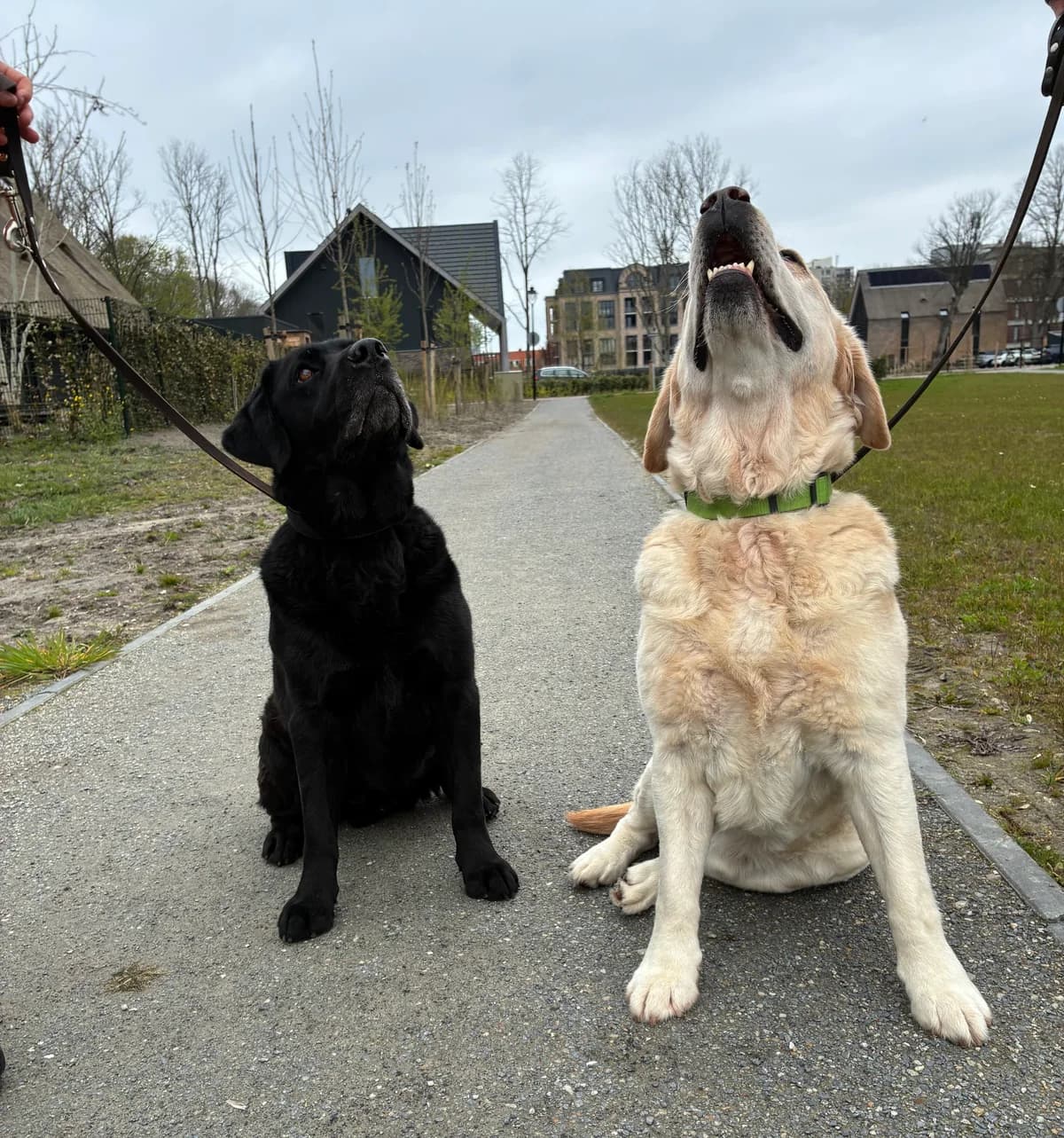 Charlie en James,  Mixed Breed for adoption at Dierenasiel 't Julialaantje, Rijswijk