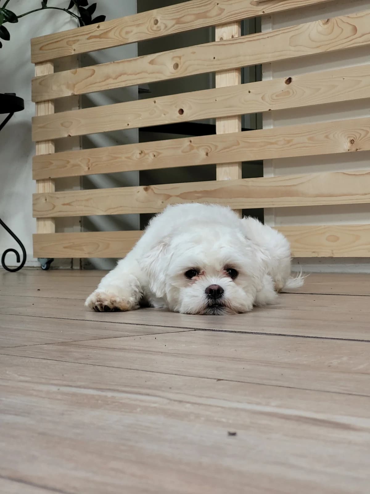 Bonnie,  Mixed Breed for adoption at Dierenasiel 't Julialaantje, Rijswijk