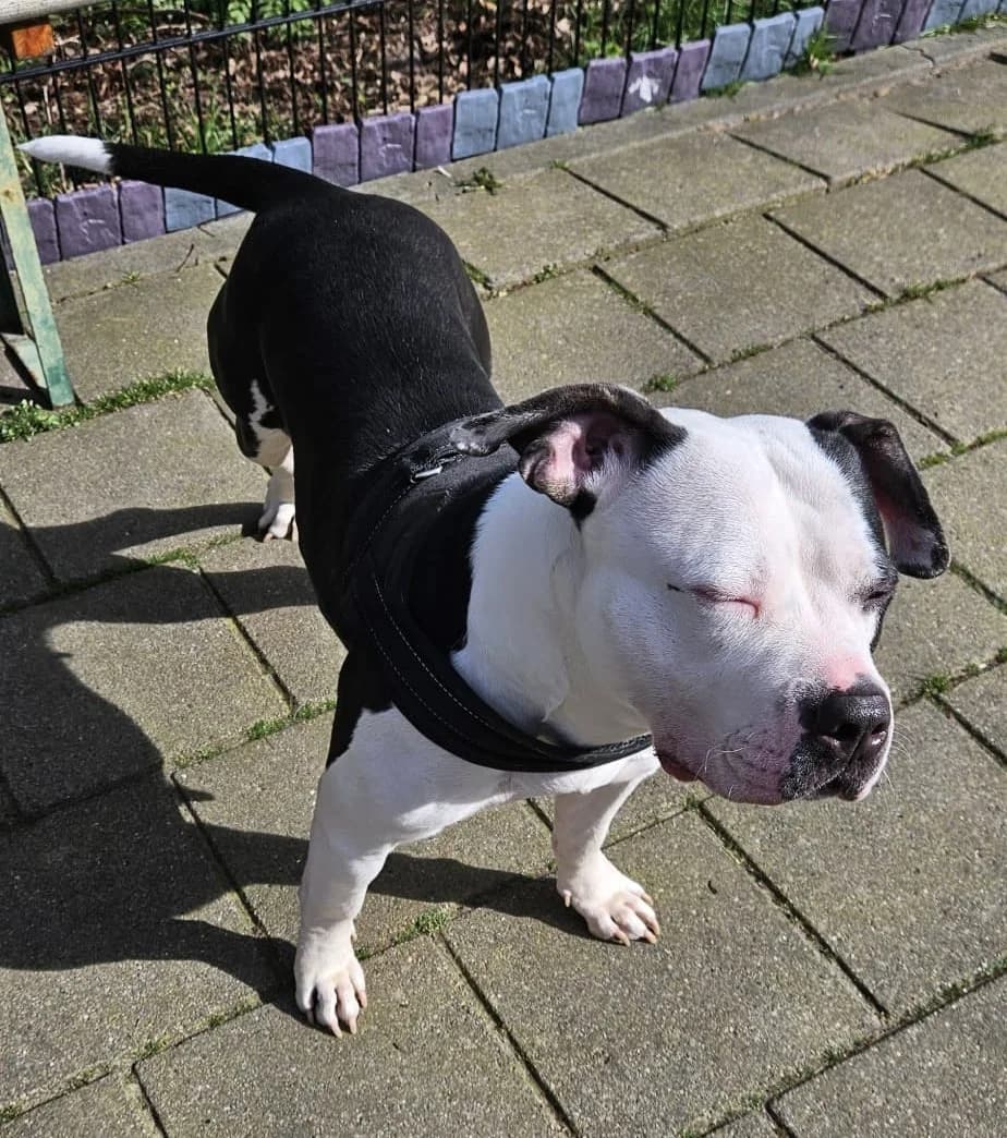 Misty,  Mixed Breed for adoption at Dierenasiel 't Julialaantje, Rijswijk