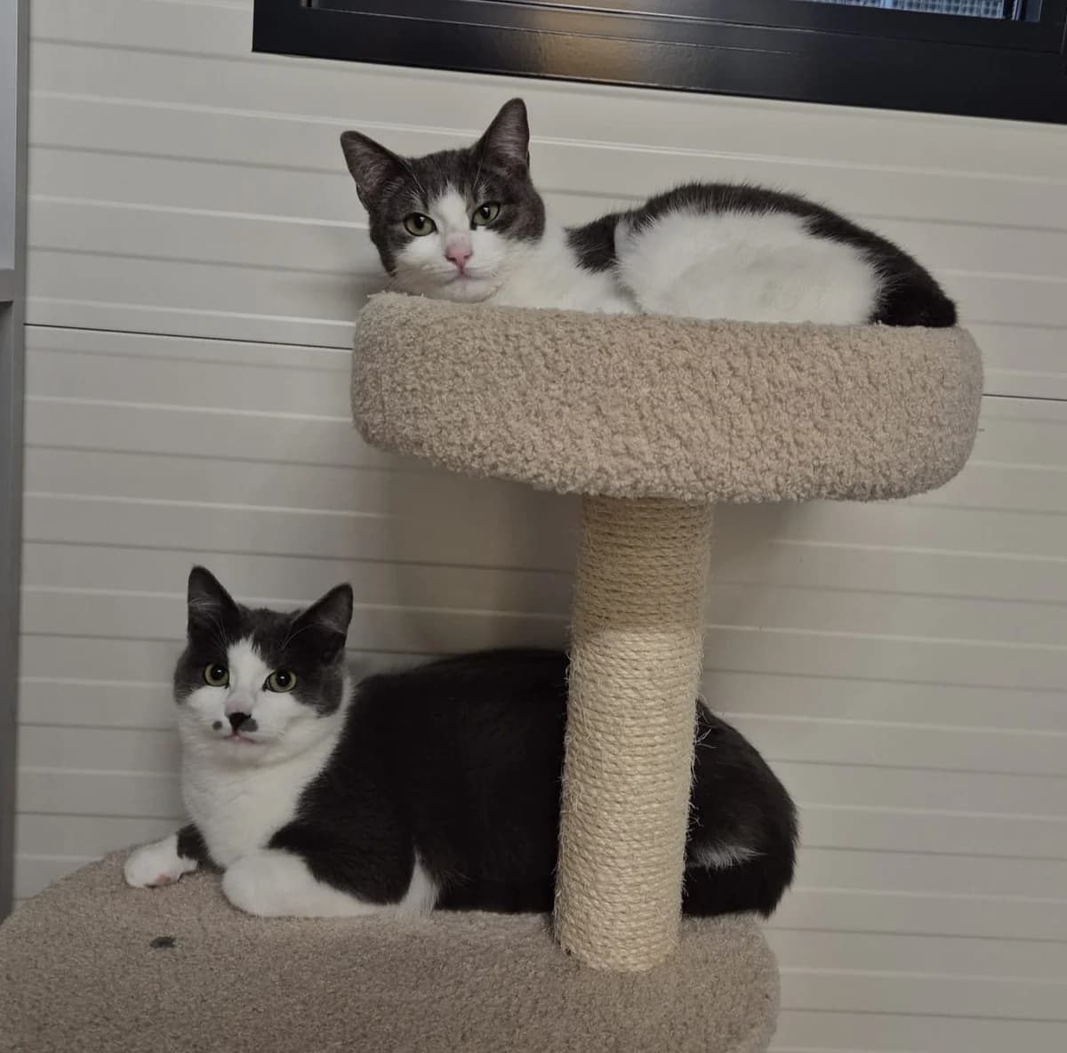 Jelle & Indy,  Mixed Breed for adoption at Dierenasiel 't Julialaantje, Rijswijk