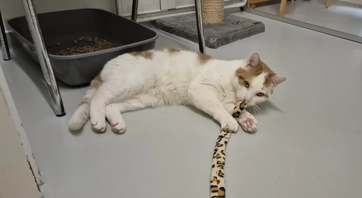 Finn,  young Mixed Breed for adoption at Dierenasiel 't Julialaantje, Rijswijk