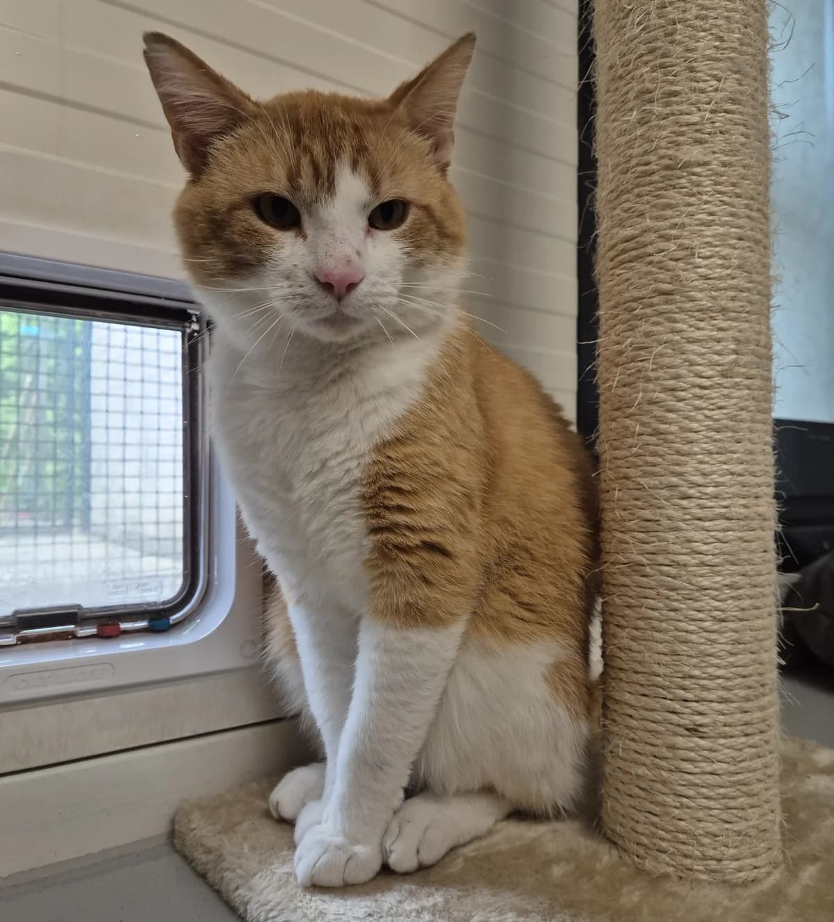 Ollie,  5yo Mixed Breed for adoption at Dierenasiel 't Julialaantje, Rijswijk