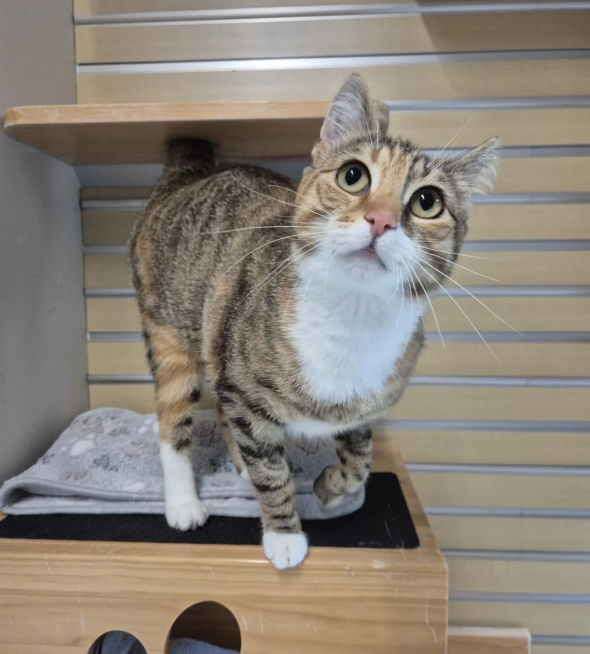 Vera,  Mixed Breed for adoption at Dierenasiel 't Julialaantje, Rijswijk