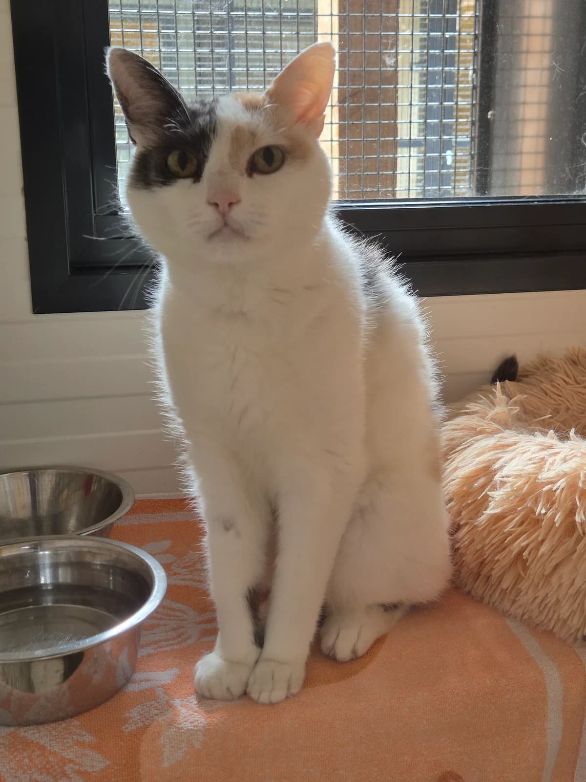 Zulu,  senior Mixed Breed for adoption at Dierenasiel 't Julialaantje, Rijswijk
