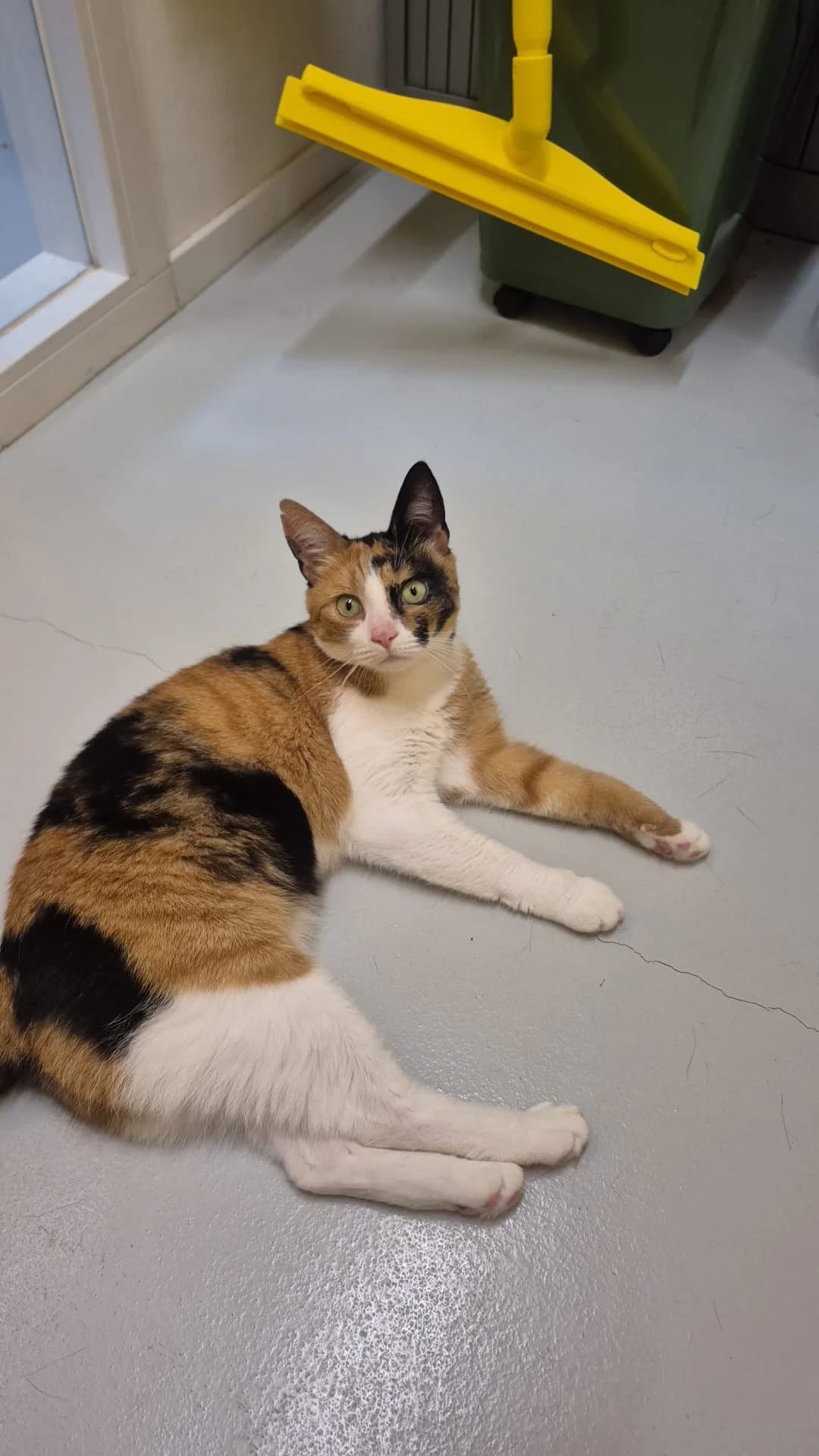 Lotje,  young Mixed Breed for adoption at Dierenasiel 't Julialaantje, Rijswijk