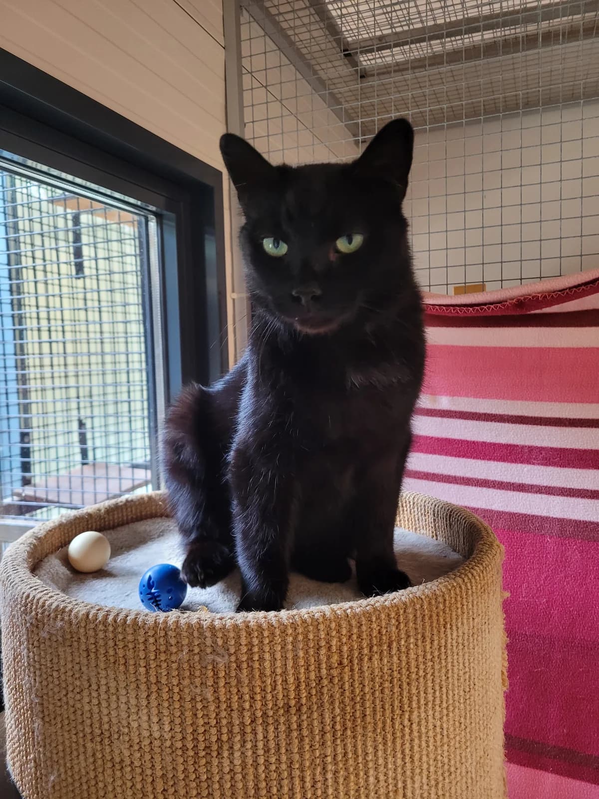 Dropje,  7yo Mixed Breed for adoption at Dierenasiel 't Julialaantje, Rijswijk
